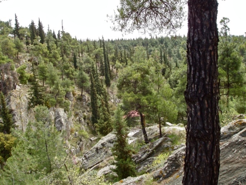 1.Δάσος του Κεδρηνού Λόφου: Ένα φυσικό οικοσύστημα δημιουργημένο από τον άνθρωπο (φωτογραφία από το διαδίκτυο)
