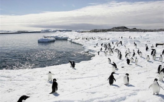 antarktiki-pigkouinoi