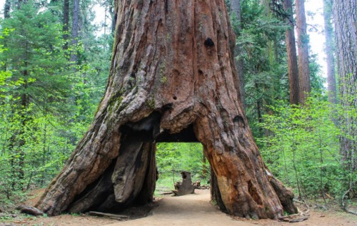 pioneer_cabin_tree